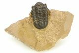 Gerastos Trilobite Fossil - Foum Zguid, Morocco #286552-2